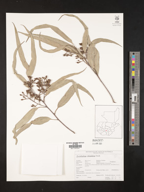 Eucalyptus citriodora image