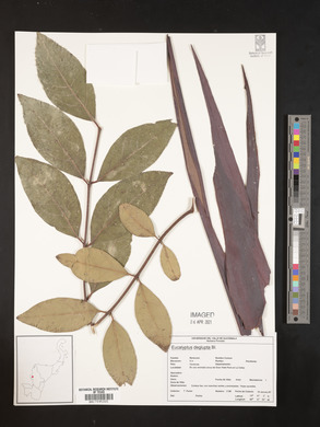 Eucalyptus deglupta image