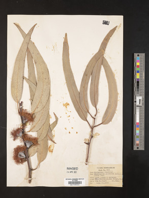 Eucalyptus globulus image