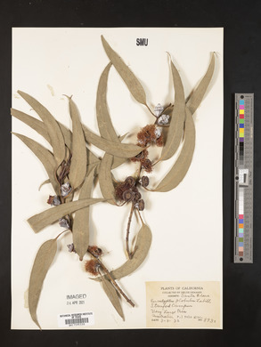 Eucalyptus globulus image
