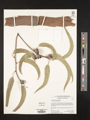 Eucalyptus globulus image