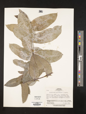 Eucalyptus leucoxylon image