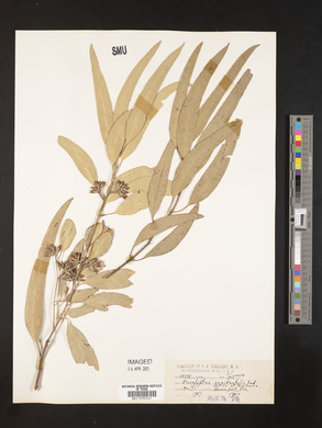 Eucalyptus occidentalis image