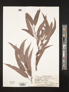 Eucalyptus pilularis image