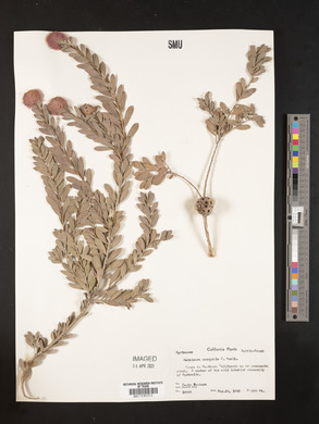 Melaleuca nesophila image