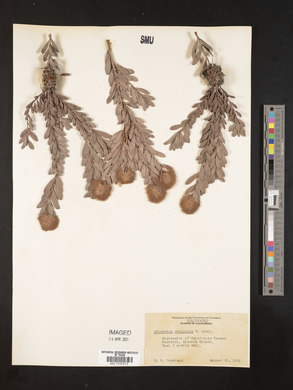 Melaleuca nesophila image