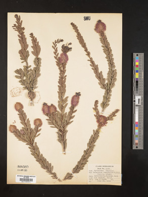 Melaleuca nesophila image