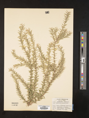 Melaleuca nesophila image