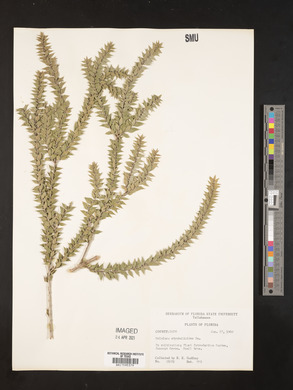 Melaleuca styphelioides image