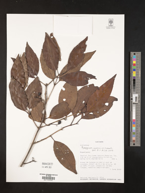 Syzygium cumini image