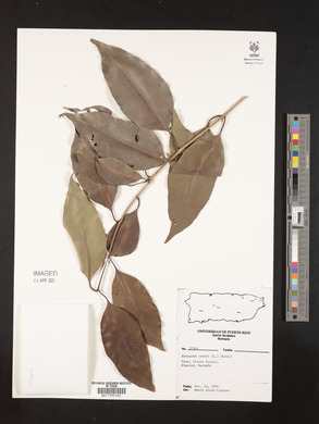 Syzygium cumini image