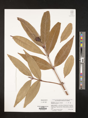 Syzygium jambos image