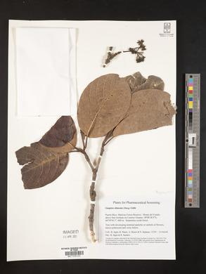 Guapira obtusata image