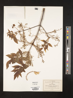 Fraxinus americana var. microcarpa image