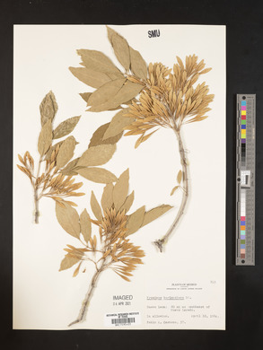 Fraxinus berlandieriana image