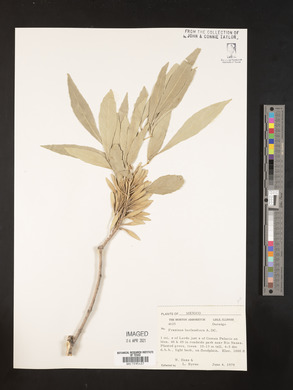 Fraxinus berlandieriana image