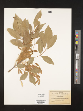 Fraxinus berlandieriana image