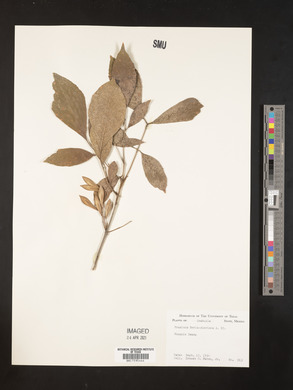 Fraxinus berlandieriana image