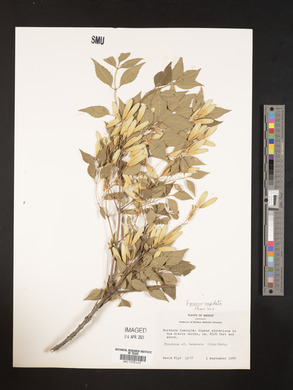 Fraxinus texensis image