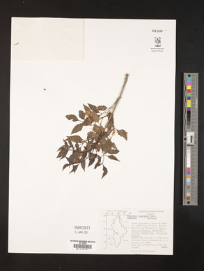 Fraxinus cuspidata image