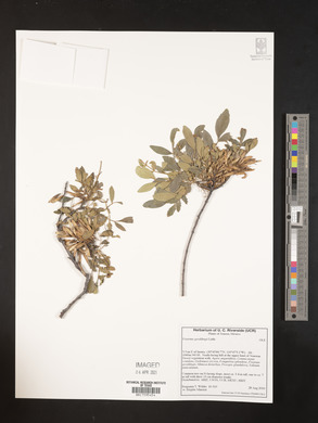 Fraxinus gooddingii image