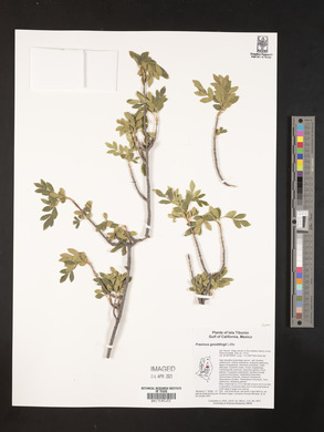 Fraxinus gooddingii image