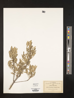 Fraxinus greggii image