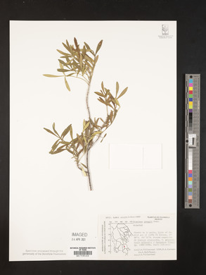 Fraxinus greggii image