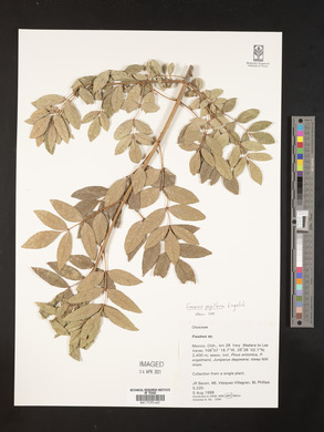 Fraxinus papillosa image