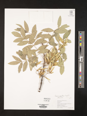 Fraxinus papillosa image