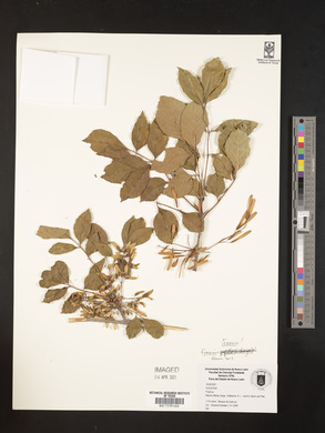 Fraxinus texensis image