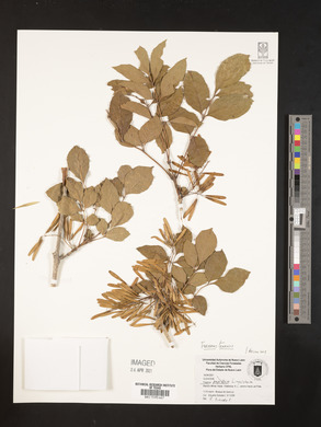 Fraxinus papillosa image