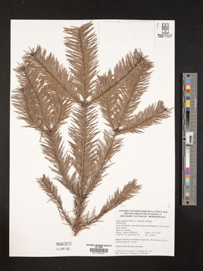 Abies religiosa image