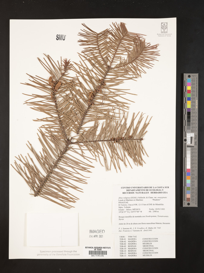 Abies guatemalensis var. jaliscana image