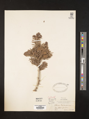 Abies balsamea image