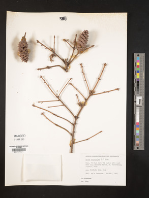 Picea orientalis image