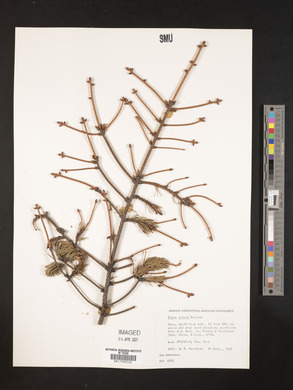 Picea rubens image