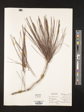 Pinus caribaea image
