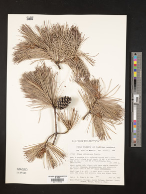 Pinus leiophylla image