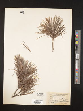 Pinus cembroides image