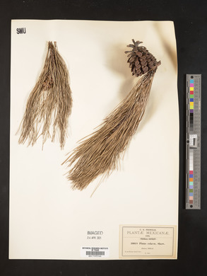 Pinus eslavae image
