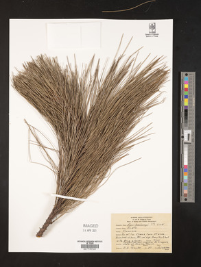 Pinus hartwegii image
