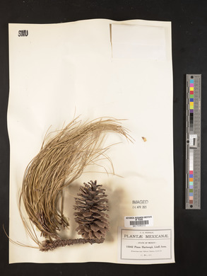 Pinus hartwegii image