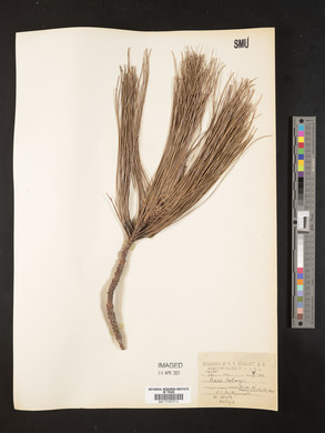 Pinus hartwegii image