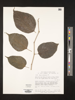 Morus celtidifolia image