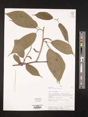 Morus insignis image