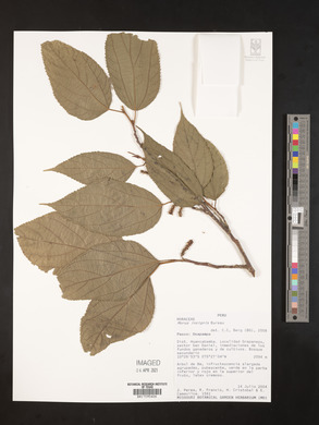 Morus insignis image