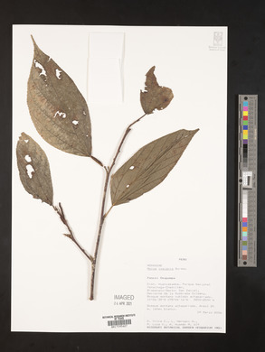 Morus insignis image