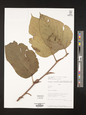Morus insignis image