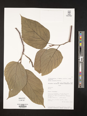 Morus insignis image
